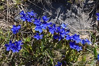 19 Zambla alta - Cima Grem - sentiero 223